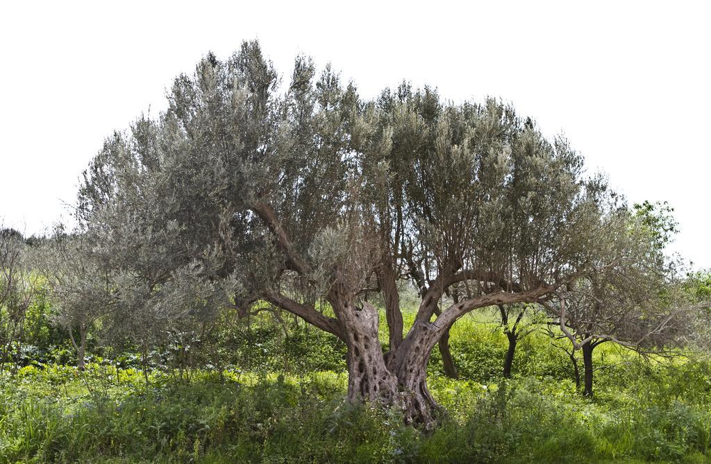 Agriturismo Rajata Βίλα Μπαγκερία Εξωτερικό φωτογραφία